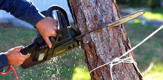 Best Root Management and Removal  in Barneveld, WI