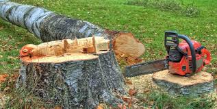 Best Stump Grinding and Removal  in Barneveld, WI