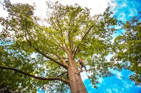 Best Tree Mulching  in Barneveld, WI