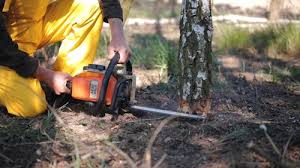 Best Fruit Tree Pruning  in Barneveld, WI