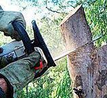 Best Firewood Processing and Delivery  in Barneveld, WI