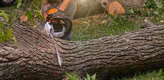 Best Weed Control  in Barneveld, WI