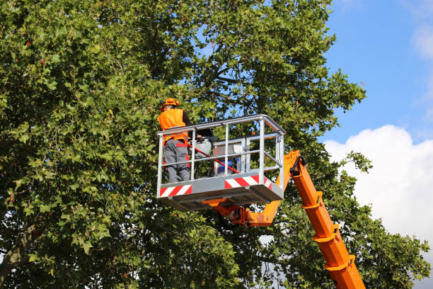 Best Tree Health Inspection  in Barneveld, WI