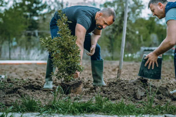Lawn Drainage Solutions in Barneveld, WI