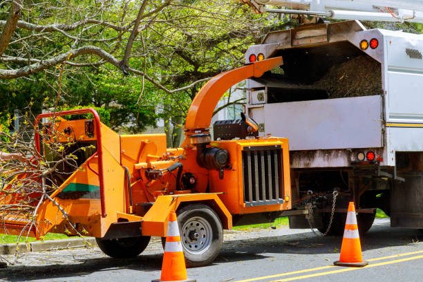 How Our Tree Care Process Works  in  Barneveld, WI