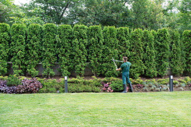 Best Tree Removal  in Barneveld, WI