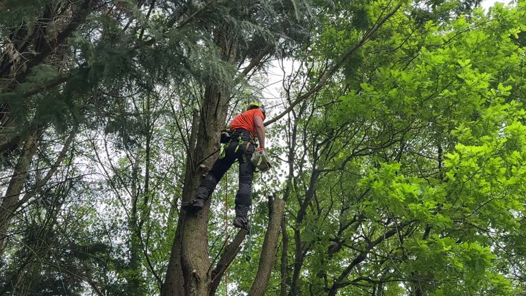  Barneveld, WI Tree Services Pros