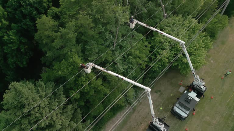 Best Tree Maintenance Programs  in Barneveld, WI