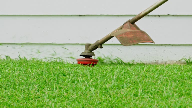 Best Tree Cabling and Bracing  in Barneveld, WI