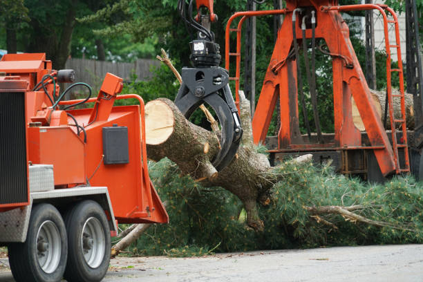Best Grass Overseeding  in Barneveld, WI