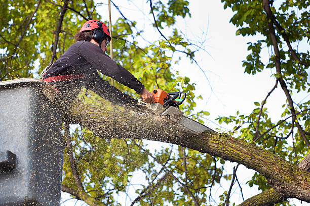 Best Lot and Land Clearing  in Barneveld, WI