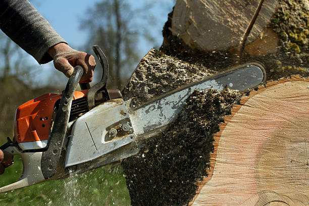 Best Tree and Shrub Care  in Barneveld, WI