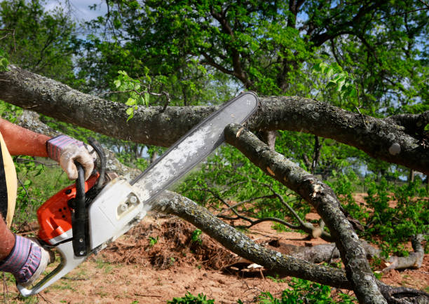 Best Tree Risk Assessment  in Barneveld, WI